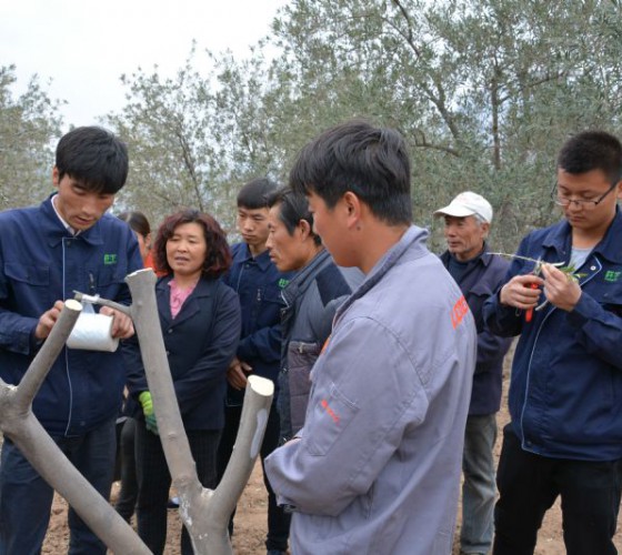 公司從產(chǎn)業(yè)鏈起始端著手，引進(jìn)良種優(yōu)苗，繁育基地苗圃，優(yōu)化樹(shù)種，以?xún)?yōu)質(zhì)的橄欖樹(shù)苗為生產(chǎn)特級(jí)初榨橄欖油提供基礎(chǔ)保障。在以自建萬(wàn)畝國(guó)家標(biāo)準(zhǔn)化油橄欖..